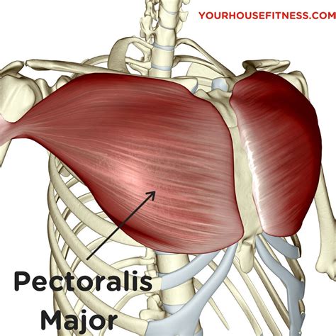 Pectoralis